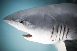 Visit the Natal Sharks Board