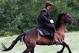 Half or Full Day Horse Rides