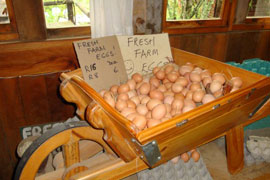 Pucketty Farm Stall