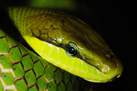 Pure Venom Reptile Park