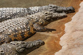 Visit the Riverbend Crocodile Farm