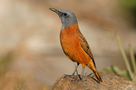Birding up Sani Pass