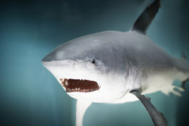Shark Patrol Boat Adventure