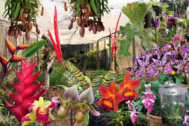 Stephward Estate Exotic Nursery