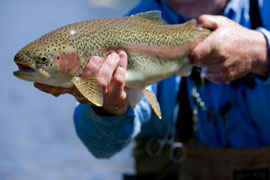 Trout Fishing at Glengarry