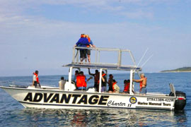 Whale Watching in St Lucia