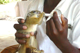 Daktari Wildlife Orphanage