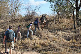 Kruger Walking Safari