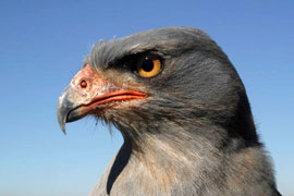 Bird Of Prey and Rehab Centre