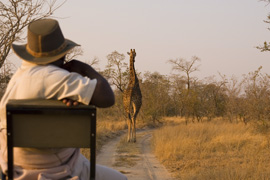 Kruger Park Safari