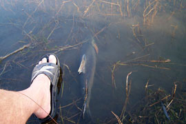 Fly Fishing at Machado Flyfishing Club