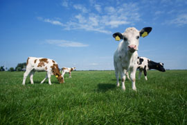 Visit the Pendle Hill Dairy