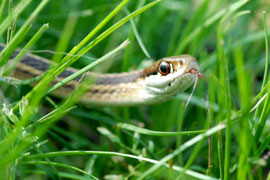 Self Drive Reptile Route