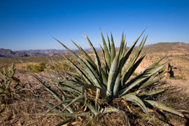 Enjoy the Ria Huysamen Aloe Garden