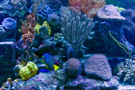 Hartbeespoort Dam Aquarium