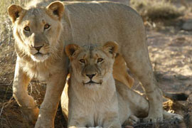 Game Viewing at Aquila Game Reserve