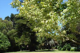 Arderne Gardens
