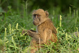 baboon matters
