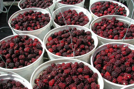 Berry Picking at The Berry Farm