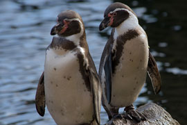 Scenic Charter Cruise to Seal Island