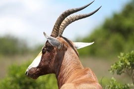 Game Drive in the Bontebok Ridge Reserve