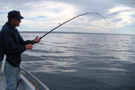 Sea Cruises & Fishing Trips