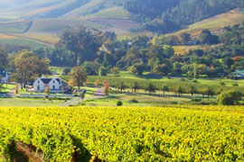 Do a Tour of the Cape Winelands