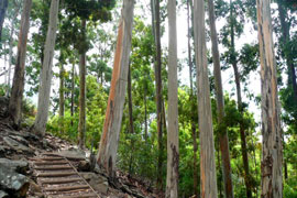 Walk the Cecilia Contour Path