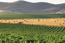 Wine Tasting at Darling Cellars