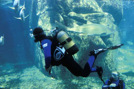 Diving at the Two Oceans Aquarium