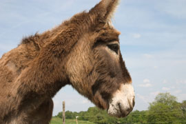 Donkey Sanctuary