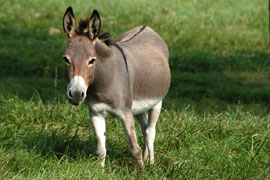The Donkey Trail