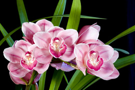 Duckitt Nurseries