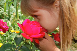 Smell the Roses