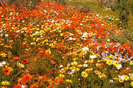 Cape Flower Route