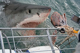 Great White Shark Cage Diving