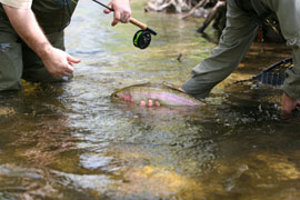 Fly-fishing crystal clear Cape streams