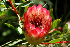 Visit the Kirstenbosch Botanical Gardens