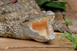 Le Bonheur Croc Farm