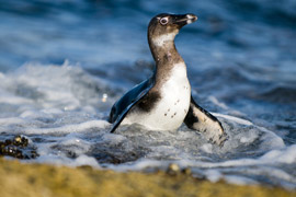 Watch Penguins Play