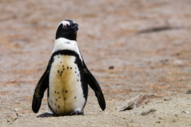 Swim with Penguins at Boulders Beach