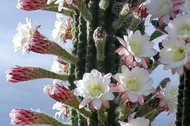 Sheilam Cactus & Succulent Garden
