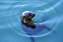 Snorkelling with Seals