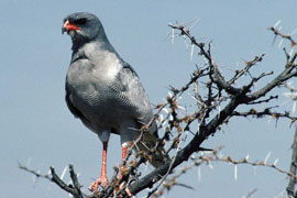 Tygerberg Nature Reserve