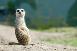 Walk with Meerkats