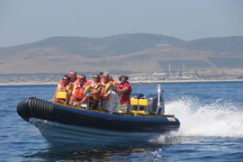 Harbour Seal Cruise