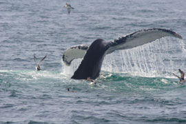 Whale Watching on the False Bay Coast