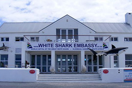 Visit the White Shark Embassy