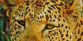 Earth Africa Tours & Safaris