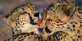 Place Of Rock Safaris